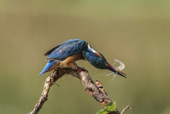 店铺名称推荐366个