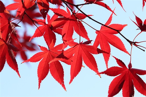 比较性的名字98句