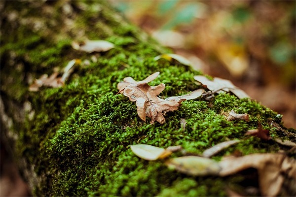 2025年qq伤感网名男生95句