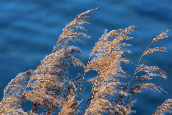 古典唯美qq名字96句