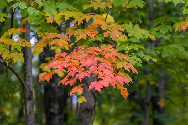 适合当签名的诗句 适合当网名的冷门诗句