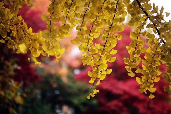 微信网名简单又好听96句