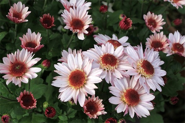 qq英文网名带翻译男