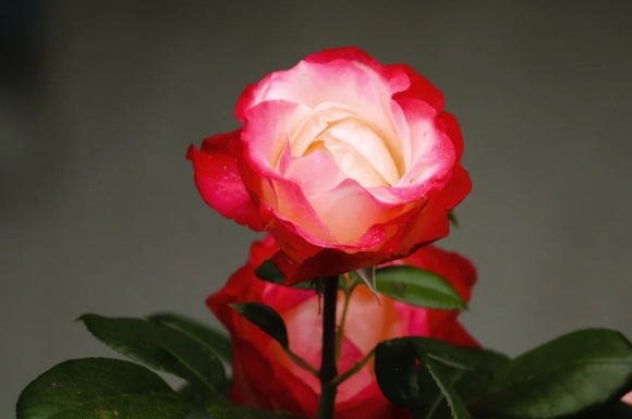 公司名称大吉查询368个，新开公司怎样取公司名称