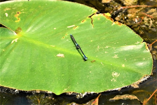 洛神赋中最唯美的句子 洛神赋中最唯美的名字