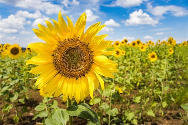 清冷孤傲古风网名女生86句