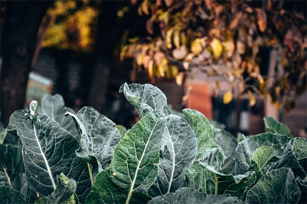 闪耀佛家理念的人生哲理名言88句