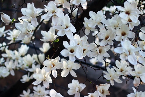 大学生职业规划名言84句