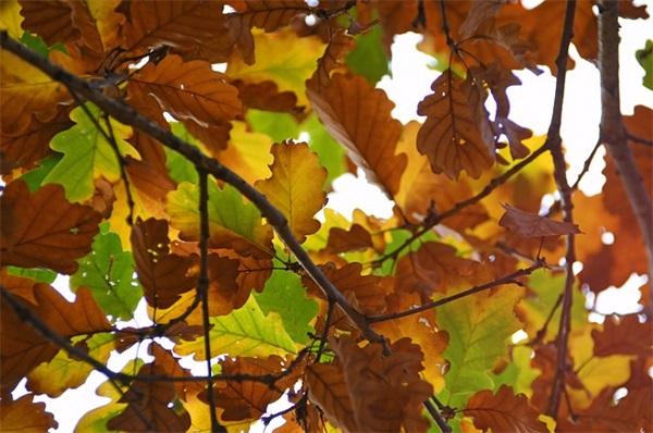 传统文化名言警句175句