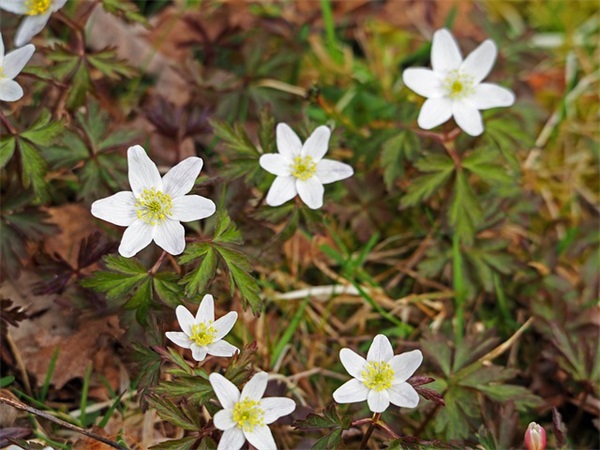 英文的爱情名言168句