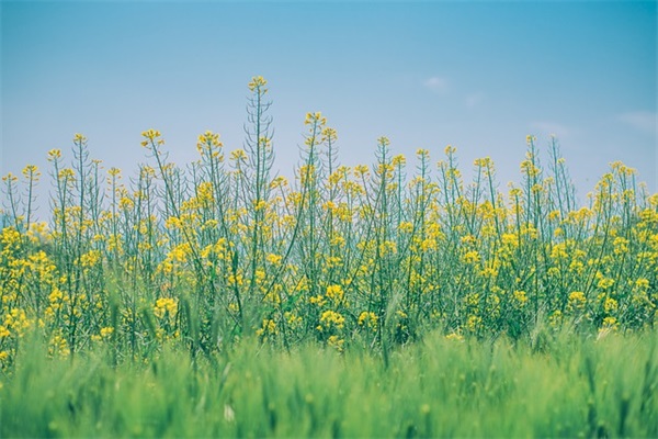 关于巴尔扎克的名言105句