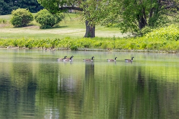 关于天才的名人名言94句