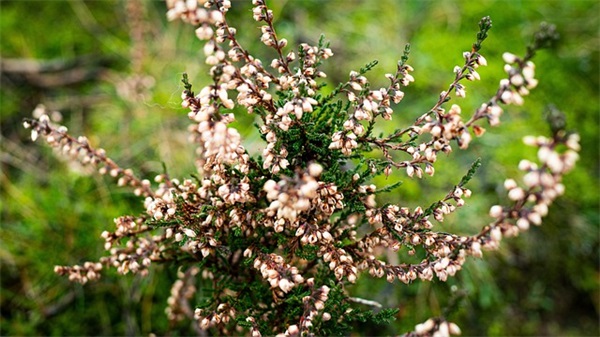 有关希望的名言99句