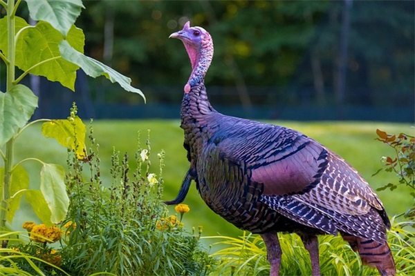 尼采名人名言100句