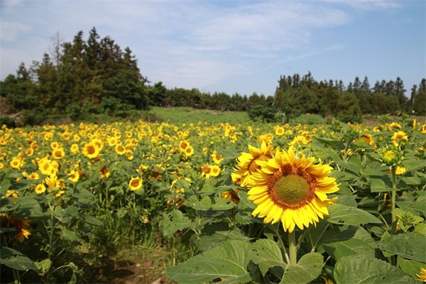 童年经典名言100句