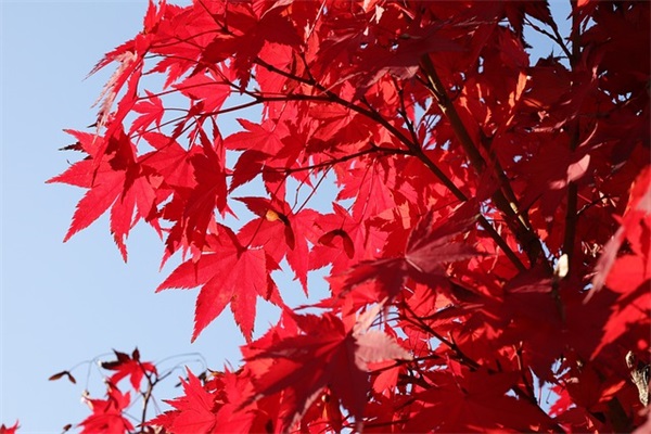 中英文名人名言