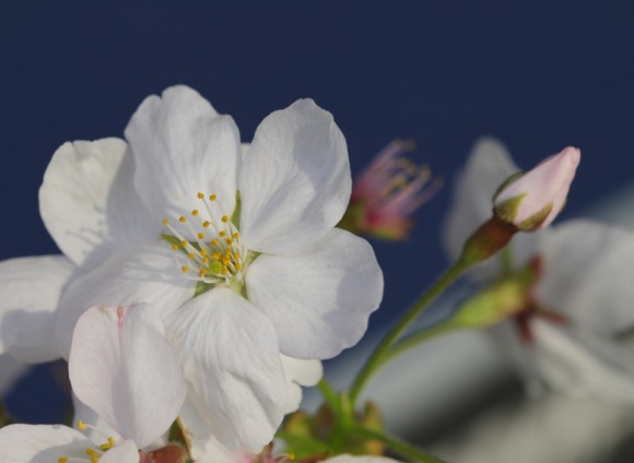 王者荣耀辅助的可爱名字(313个)