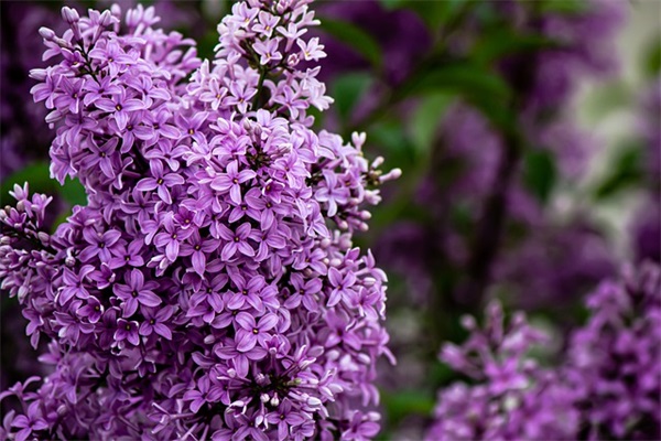 有关鲁迅先生的名言96句