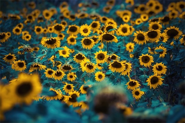 世界经典名言大全：论人生118句