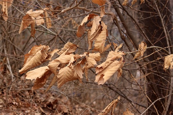 友情的英文名言警句