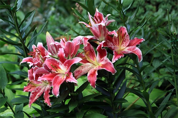 英语名人名言爱情164句