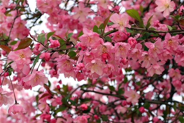 关于困难的名言93句