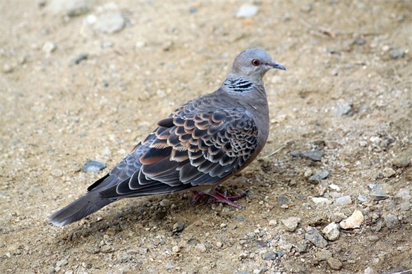 杏林子关于生命的名言72句