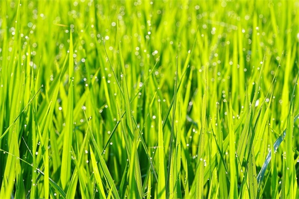 霸道网名两个字(精选1168个)