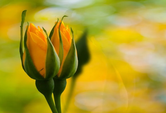 可爱又好玩的游戏名字(精选315个)