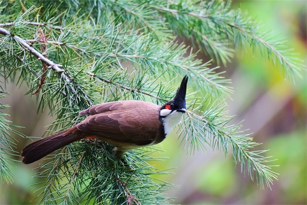 2025爆款名字（常用1030个）