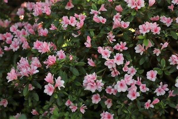 好听稀少的男孩名字（最优1003个）