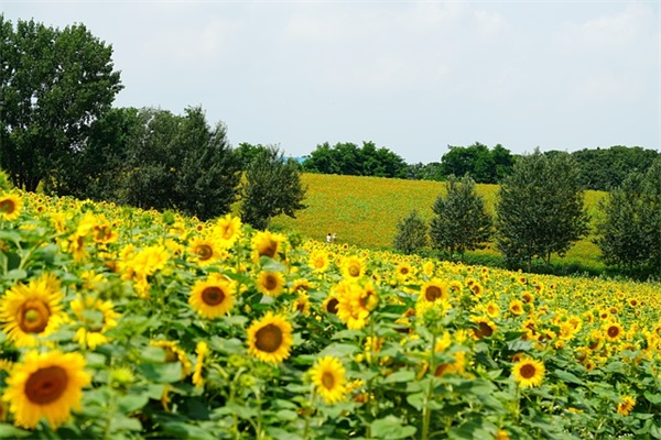 在线取名免费生辰八字（必备987个）