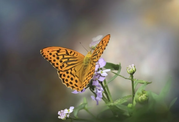 奶凶奶凶可爱网名(共241个)