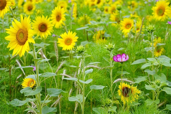 霸气的4字游戏名字(优选673个)