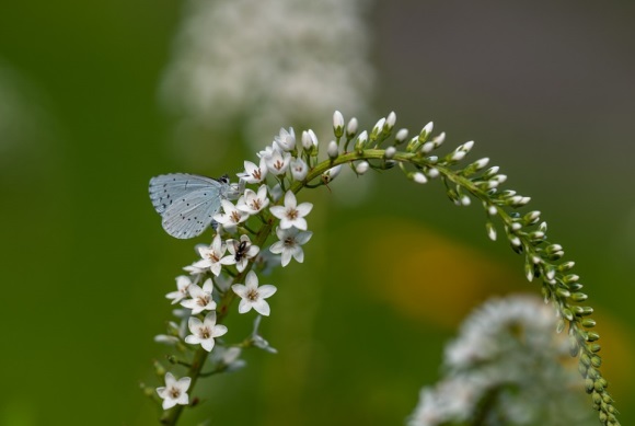 特别精致的可爱网名(优选276个)
