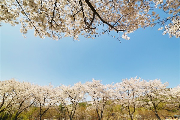 女孩高雅有涵养的名字网名(优选663个)