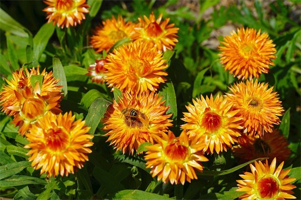 文艺古典的网名(优选655个)