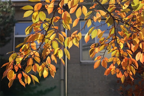 缺火的女孩名字大全集（最新版860个）