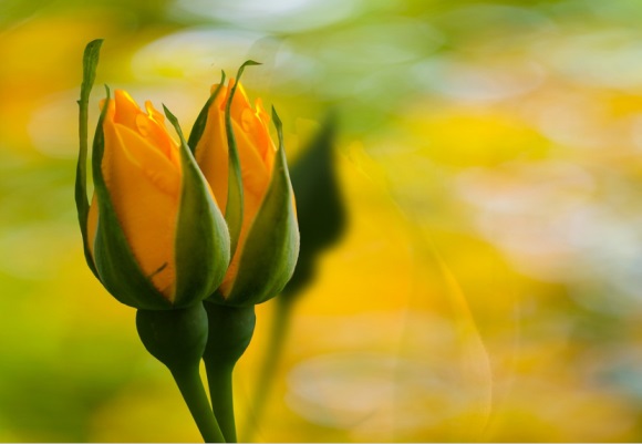 又可爱又好听的网名(267个)