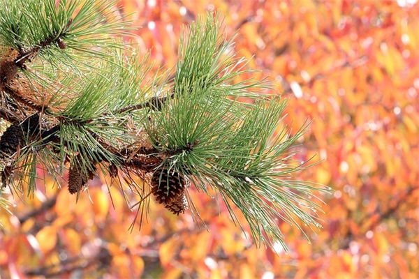 悲伤的最新伤感网名人间不值得(优选609个)