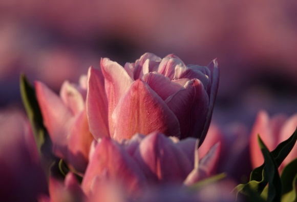 带奶凶很萌很可爱的游戏名字(精选300个)