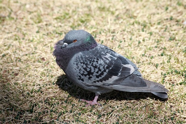 2025龙宝宝最火乳名（免费798个）