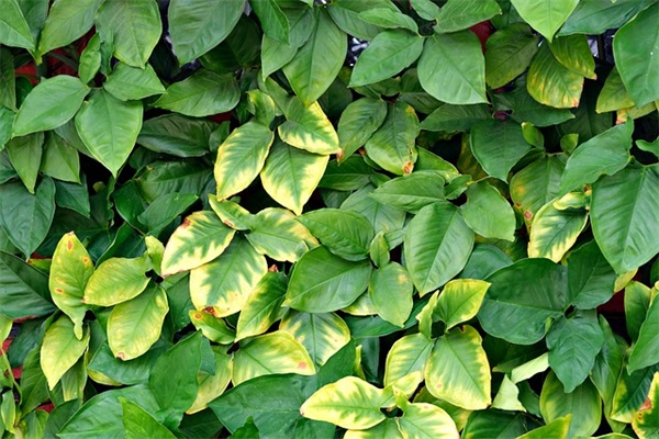 古风诗意6字游戏名字(共475个)