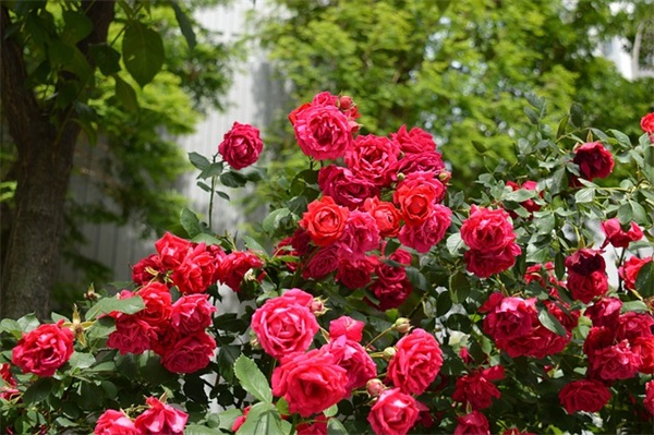 三个字的软妹网名(精选637个)