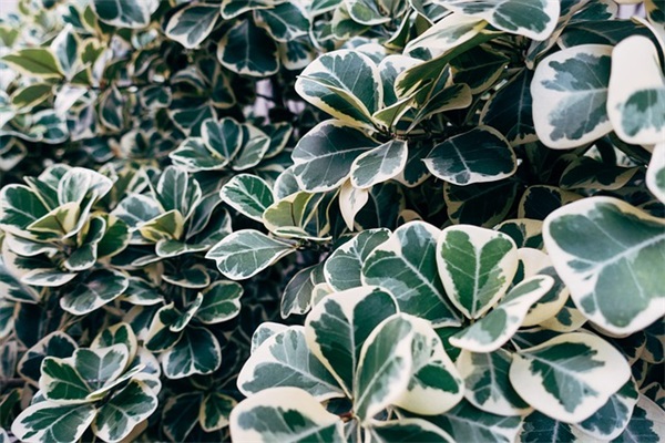 时髦的情侣网名一男一女(精选335个)