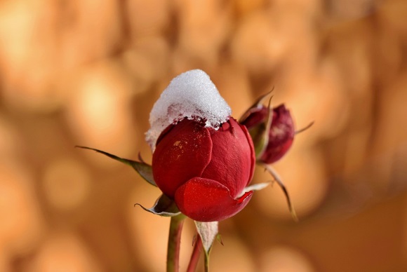 取到心坎里的巨可爱的昵称(精选297个)