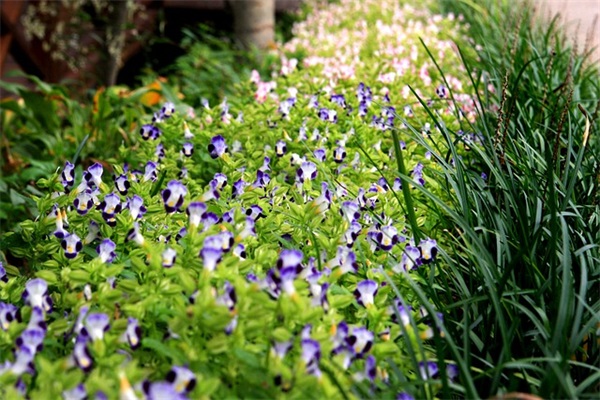 枫字取一个好听的网名(167个)