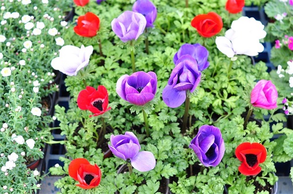 2025龙年男娃小名朗朗上口