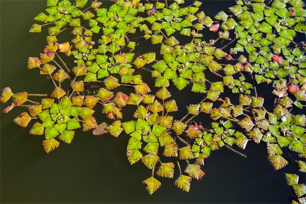 诗经中适合女孩的乳名（有涵养）