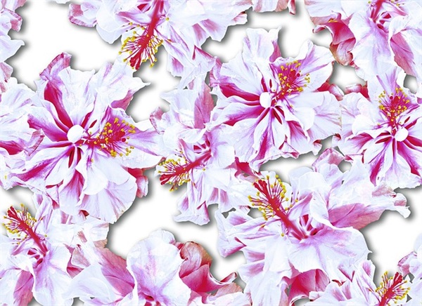 经典网络小说人物名字(优选186个)